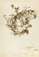 藏品(臺灣龍膽)的圖片